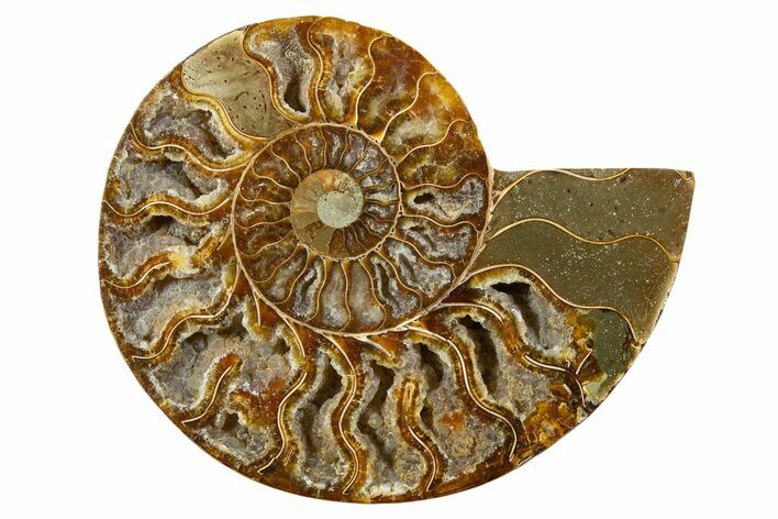 Cut & Polished Ammonite Fossil (Half) - Madagascar #345536